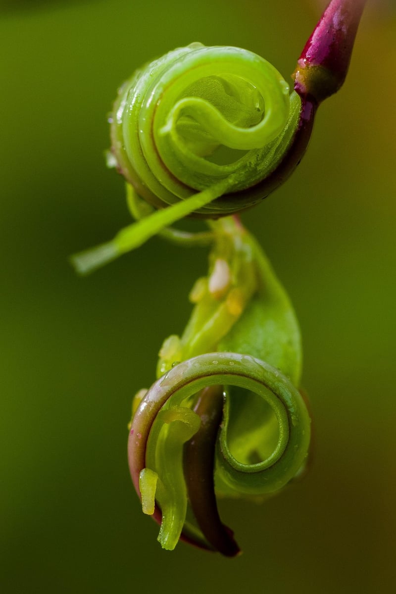 Herb Spirals
